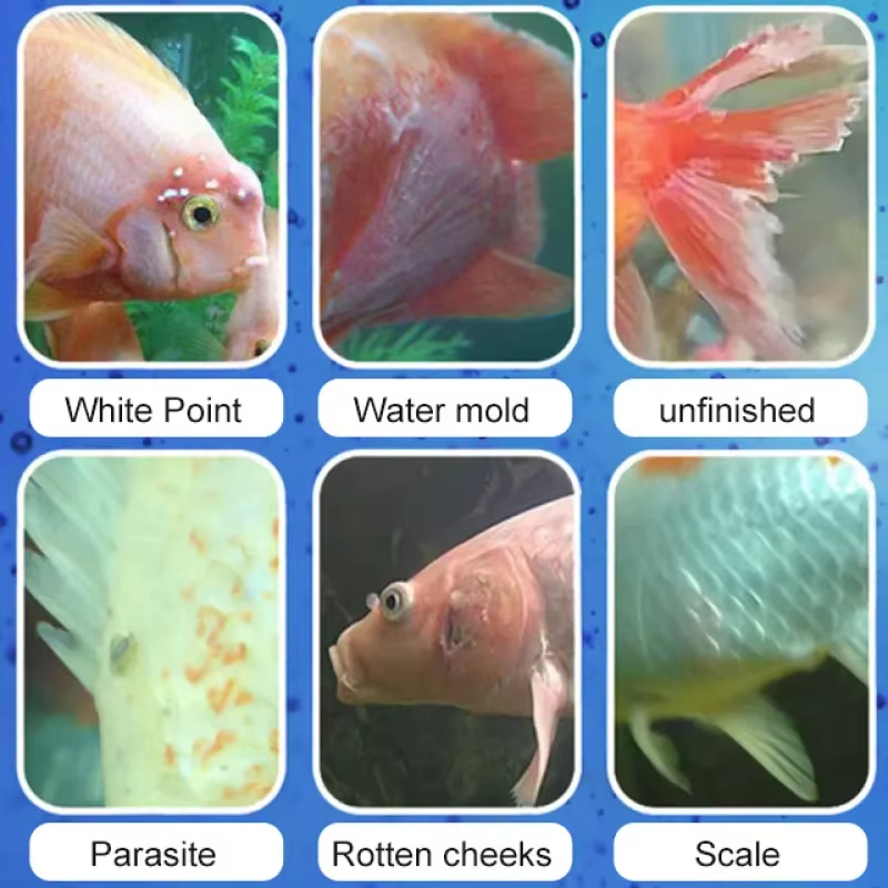 การรักษาโรคปลา SIKEZHAN และแบค - Marine Aquarium Bacteria บทวิจารณ์และราคา